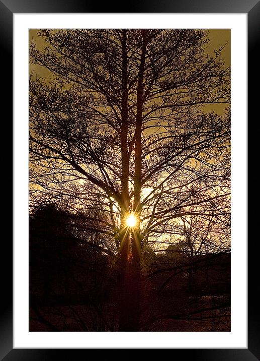 Glorious Tree, Sunset, Foulridge, Lancashire Framed Mounted Print by Chris Walker