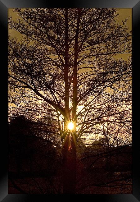 Glorious Tree, Sunset, Foulridge, Lancashire Framed Print by Chris Walker