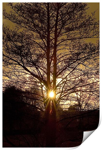 Glorious Tree, Sunset, Foulridge, Lancashire Print by Chris Walker