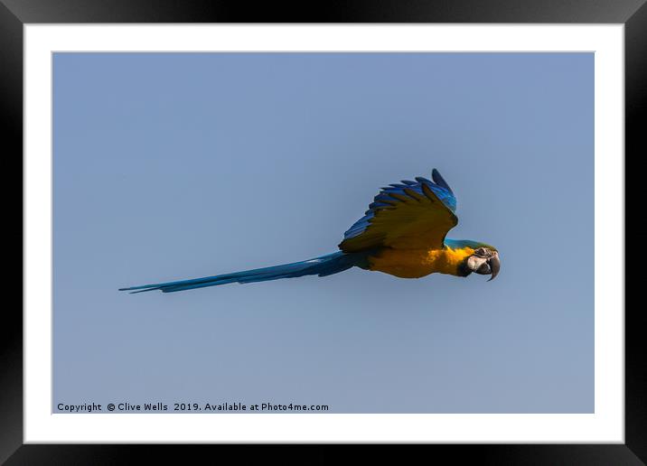 Blue-and-yellow Macaw Framed Mounted Print by Clive Wells