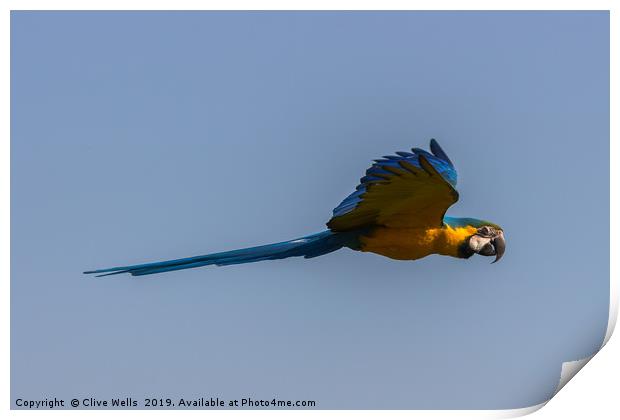 Blue-and-yellow Macaw Print by Clive Wells