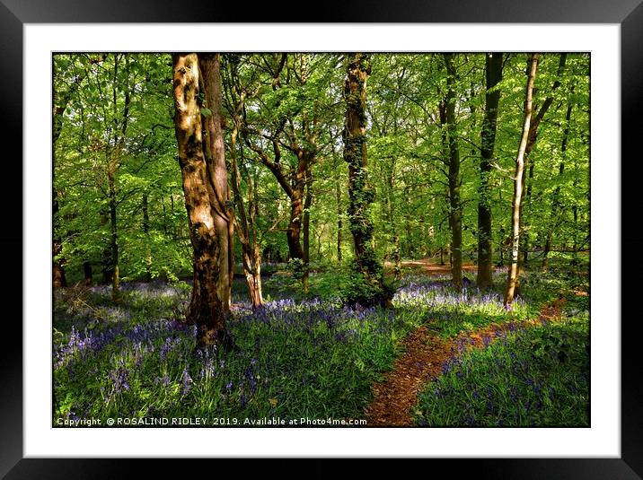 "Taking a stroll through a sunny wood" Framed Mounted Print by ROS RIDLEY