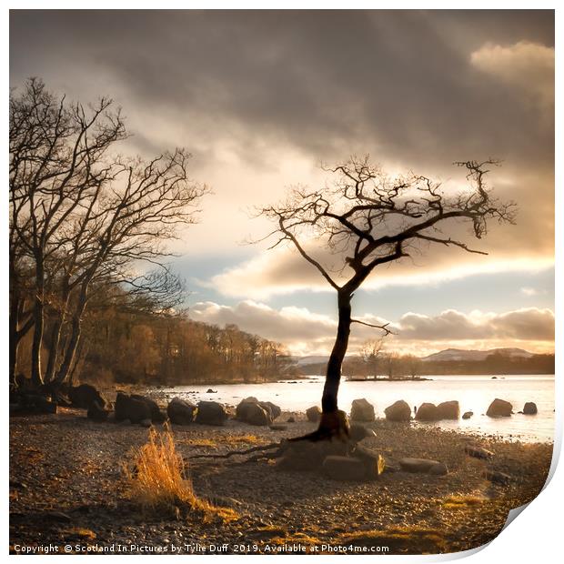 The Lone  Tree At Milarrochy Bay,Loch Lomond Print by Tylie Duff Photo Art