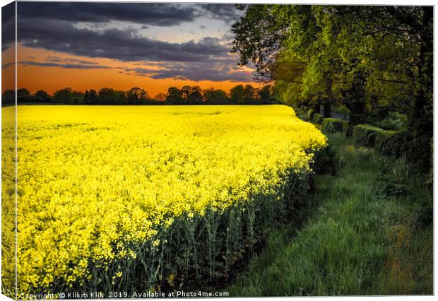 Rapeseed Field Canvas Print by Angela H