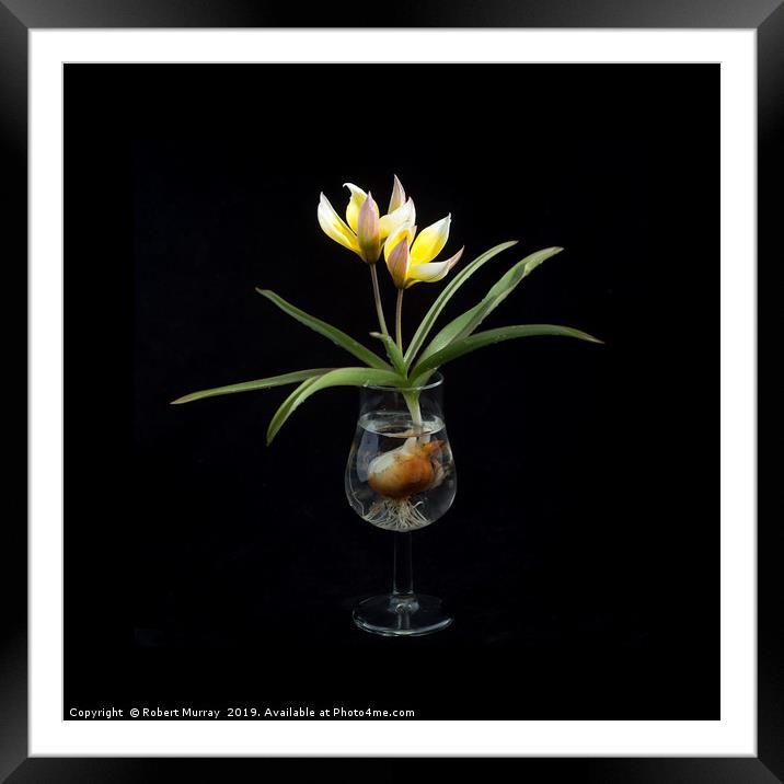 Tulip in a Tulip-shaped Glass Framed Mounted Print by Robert Murray