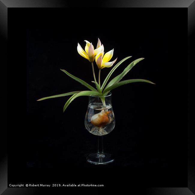 Tulip in a Tulip-shaped Glass Framed Print by Robert Murray