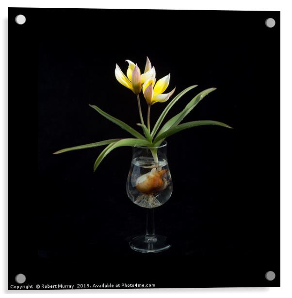 Tulip in a Tulip-shaped Glass Acrylic by Robert Murray