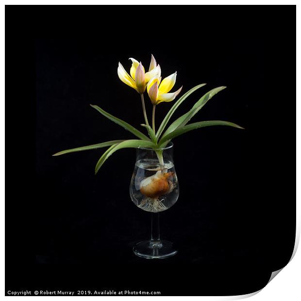 Tulip in a Tulip-shaped Glass Print by Robert Murray