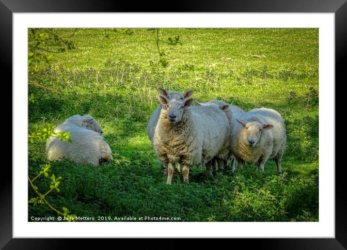 Sheep in the Shade Framed Mounted Print by Jane Metters