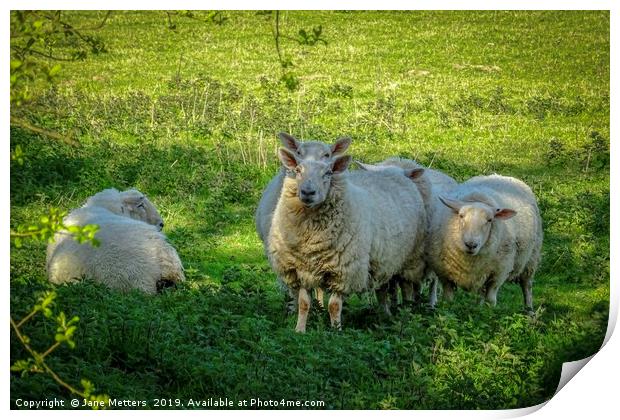 Sheep in the Shade Print by Jane Metters