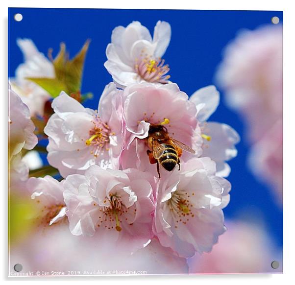 Cherry blossom  Acrylic by Ian Stone