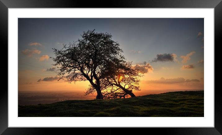 As the sun sets behind Hawthorn trees  Framed Mounted Print by Jon Fixter