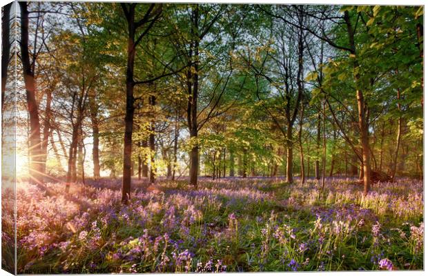 Early sunrise in English bluebell forest Canvas Print by Simon Bratt LRPS