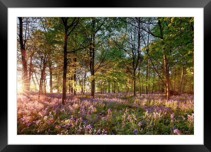 Early sunrise in English bluebell forest Framed Mounted Print by Simon Bratt LRPS