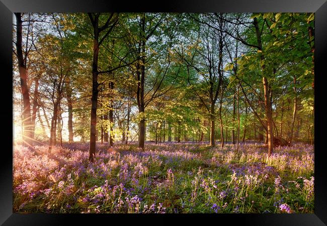 Early sunrise in English bluebell forest Framed Print by Simon Bratt LRPS
