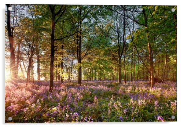 Early sunrise in English bluebell forest Acrylic by Simon Bratt LRPS
