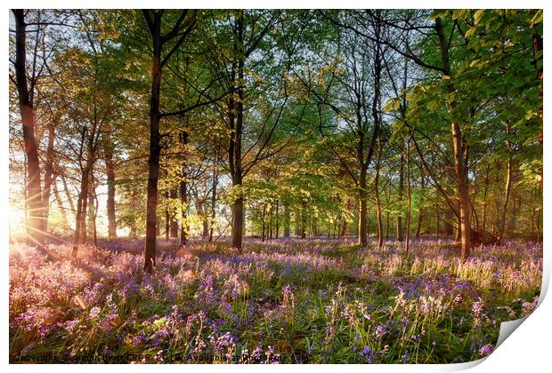 Early sunrise in English bluebell forest Print by Simon Bratt LRPS