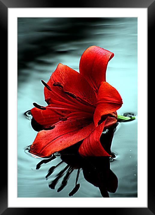 Lilly Framed Mounted Print by Doug McRae