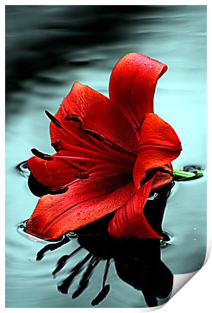 Lilly Print by Doug McRae