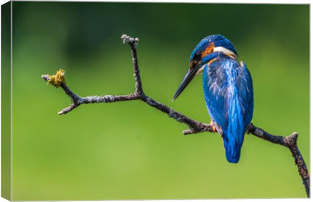 kingfisher (Alcedo atthis)   Canvas Print by chris smith