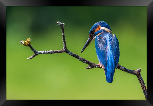 kingfisher (Alcedo atthis)   Framed Print by chris smith