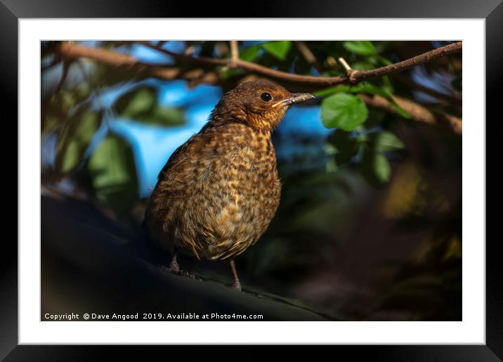 Fledgling Framed Mounted Print by Dave Angood