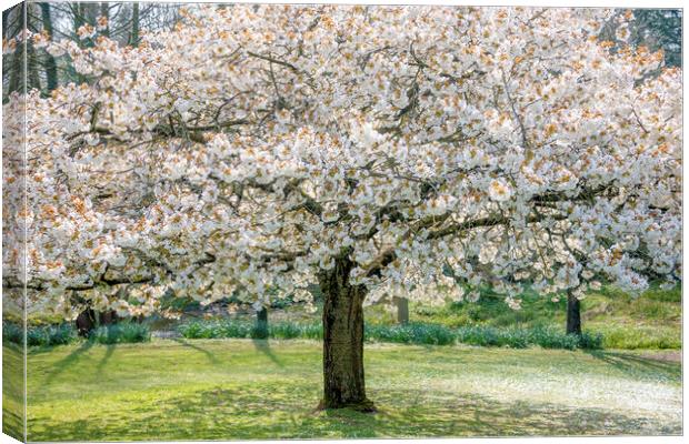 Cherry Blossom Tree Canvas Print by Svetlana Sewell