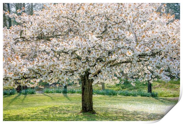 Cherry Blossom Tree Print by Svetlana Sewell