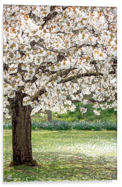 Cherry Blossom Tree Acrylic by Svetlana Sewell