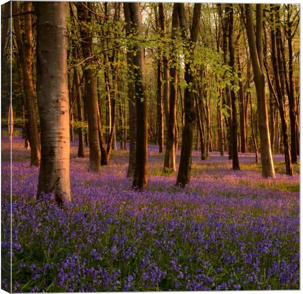 Bluebells square crop Canvas Print by David Neighbour