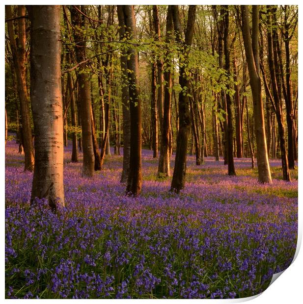Bluebells square crop Print by David Neighbour