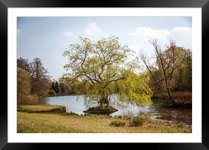 Lake Tree Framed Mounted Print by Svetlana Sewell