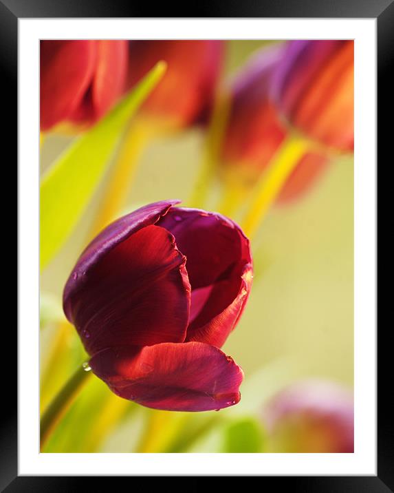 spring tulips Framed Mounted Print by Dawn Cox