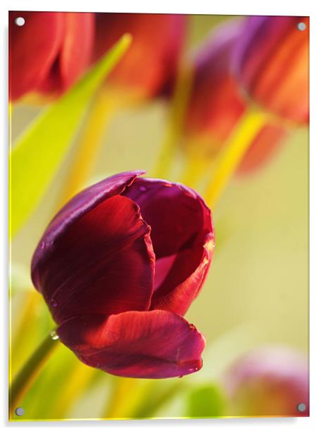 spring tulips Acrylic by Dawn Cox
