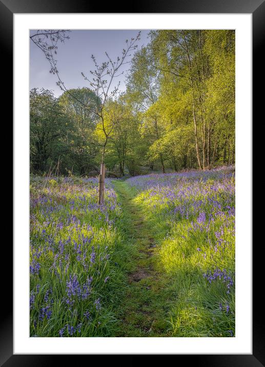 Bluebell Wood Framed Mounted Print by Paul Andrews
