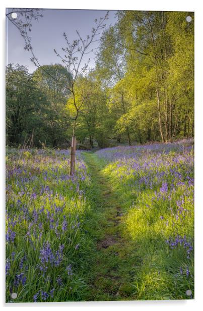 Bluebell Wood Acrylic by Paul Andrews