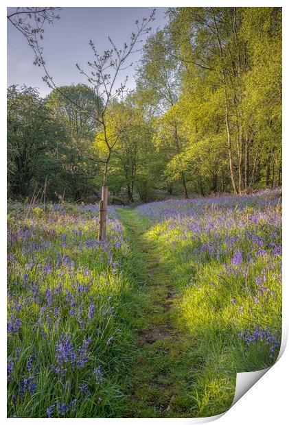Bluebell Wood Print by Paul Andrews