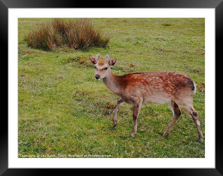 Fallow Deer (not suitable for canvas wrap) Framed Mounted Print by Lee Sulsh