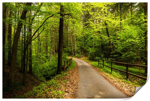 Rural road in summer forest. Print by Sergey Fedoskin