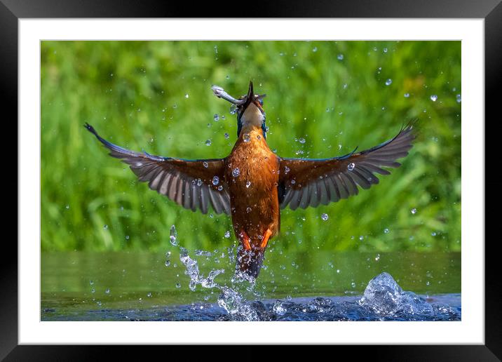 kingfisher (Alcedo atthis)  Framed Mounted Print by chris smith