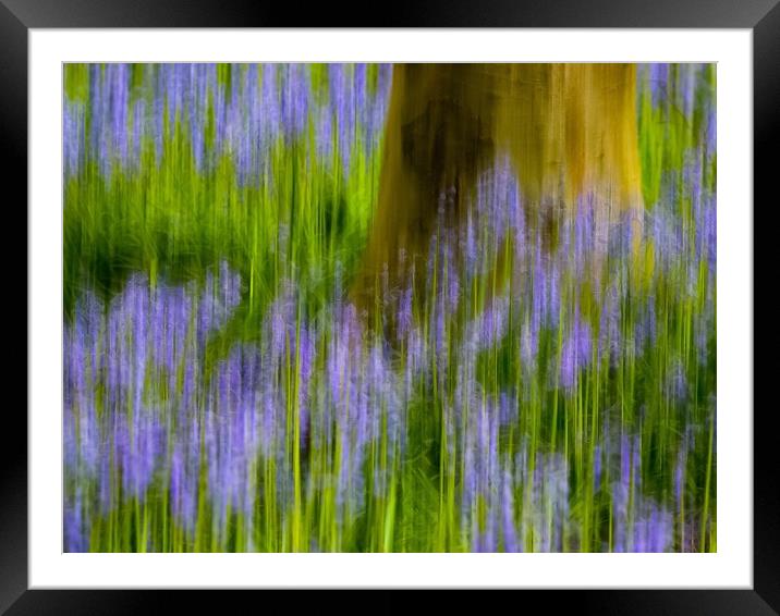 Enchanting Bluebell Woods Framed Mounted Print by Beryl Curran