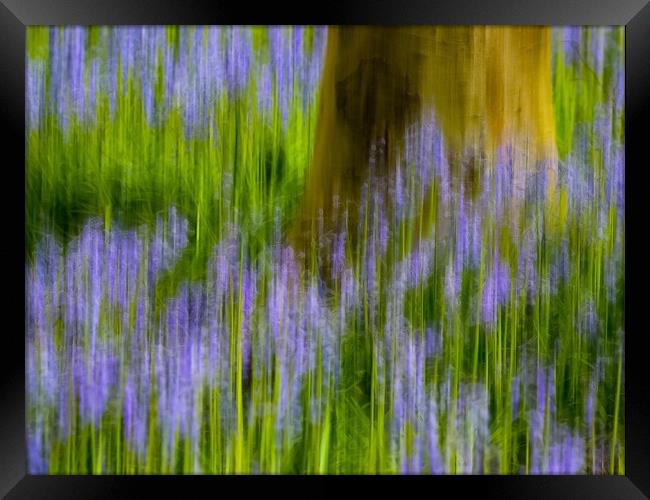 Enchanting Bluebell Woods Framed Print by Beryl Curran