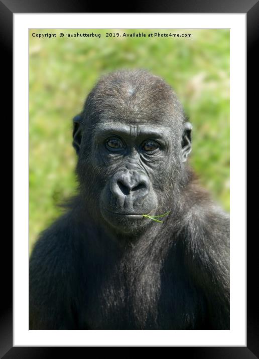 Gorilla Baby Shufai With A Piece Of Grass Framed Mounted Print by rawshutterbug 