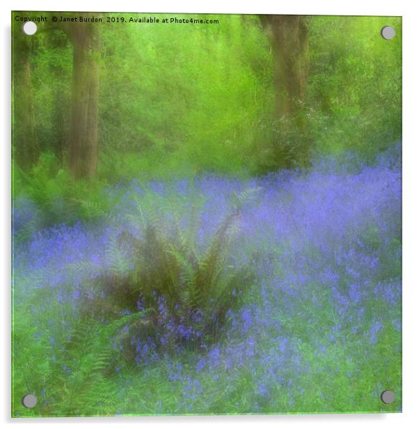 Bluebell Impression Acrylic by Janet Burdon