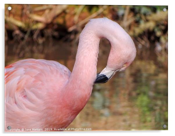 A Flamingo Preening Itself Acrylic by Jane Metters