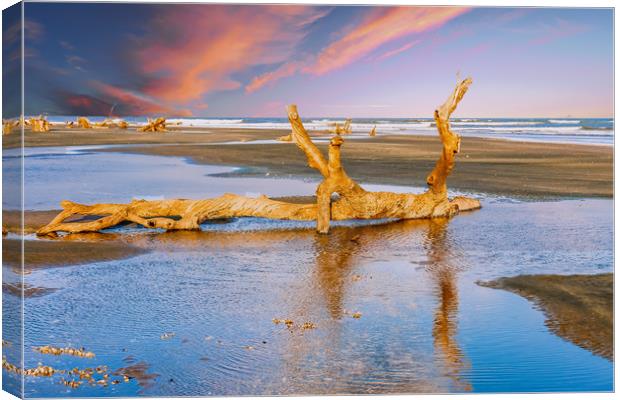 Driftwood on Beach in Late Day Sun Canvas Print by Darryl Brooks
