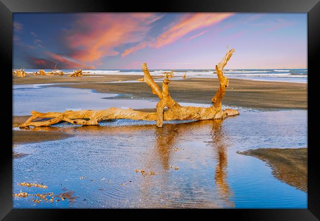 Driftwood on Beach in Late Day Sun Framed Print by Darryl Brooks