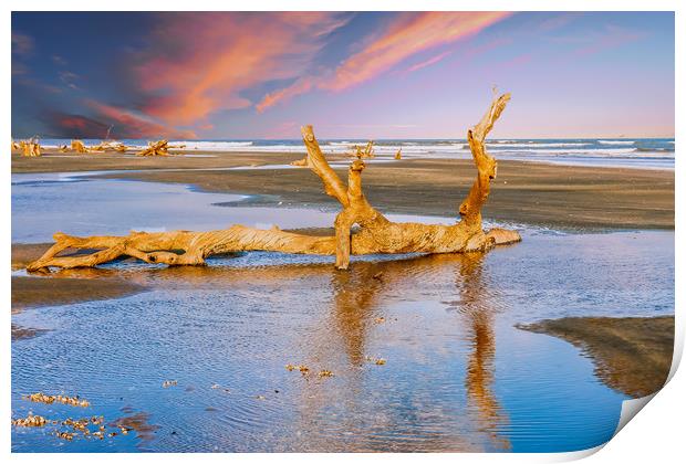 Driftwood on Beach in Late Day Sun Print by Darryl Brooks