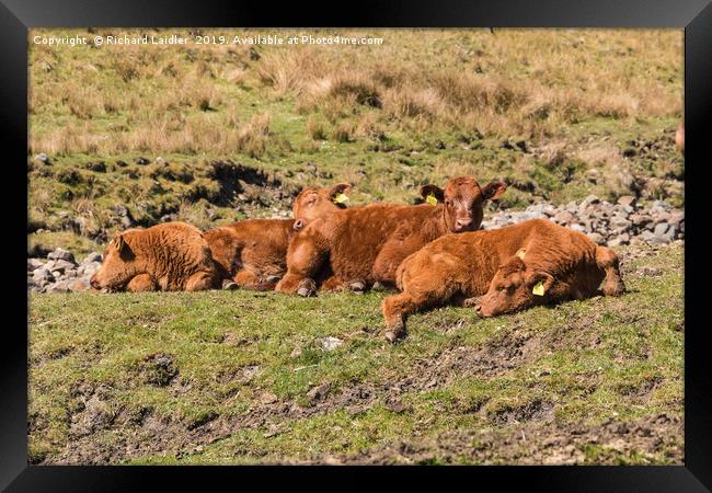 A Laziness of Bovines Framed Print by Richard Laidler
