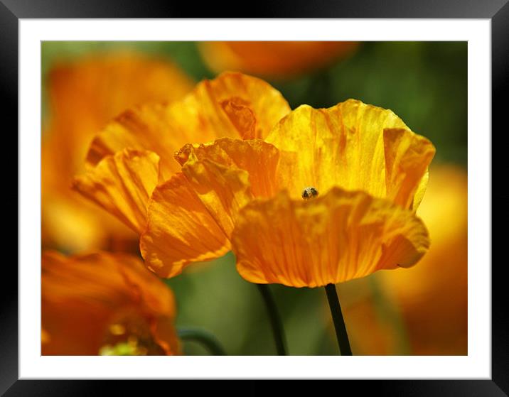 burst of colour Framed Mounted Print by Dawn Cox